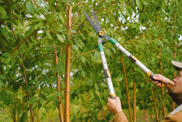 benefits-of-hiring-a-tree-pruning-service-which-is-suitable-for-garden