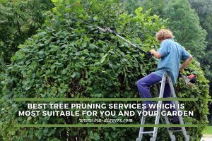 Best-Tree-Pruning-Services